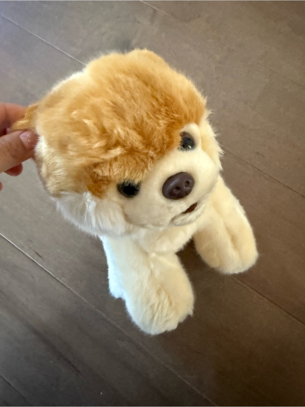 Gund Boo The Worlds Cutest Dog Plush Pomeranian Stuffed Animal Puppy